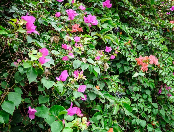 Bougainvillea spectabilis veya büyük bougainvillea 
