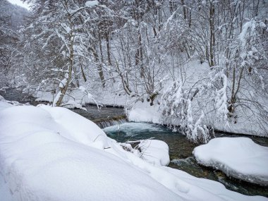 Güzel beyaz bir ormanda 