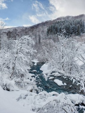 Güzel bir kış ormanı geçmişi 