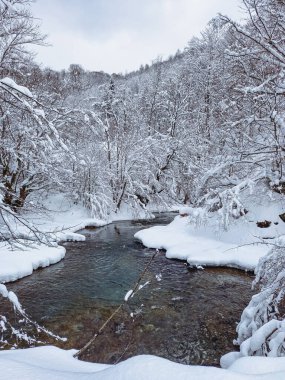 Kosivska Nehri ve güzel beyaz bir Karpat Ormanı 