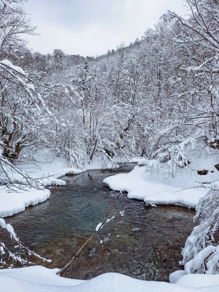 Kosivska Nehri ve güzel beyaz bir Karpat Ormanı 