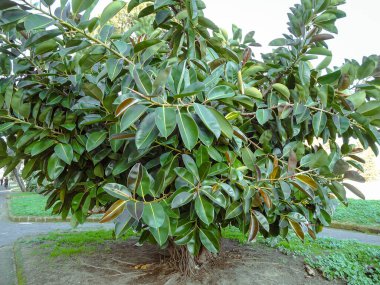Ficus elastica veya Hindistan kauçuk çalısı
