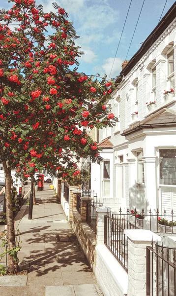 Sorbus Rowan Tree Street Fulham — Stockfoto