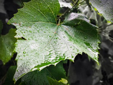 Su damlalı yeşil yaprak 
