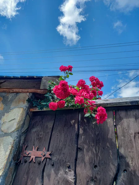 Beautiful red flowers on the fence