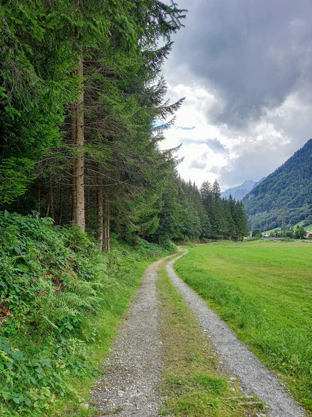 Green Forest Alps — Foto Stock