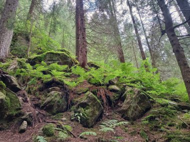 Alplerdeki yeşil orman 