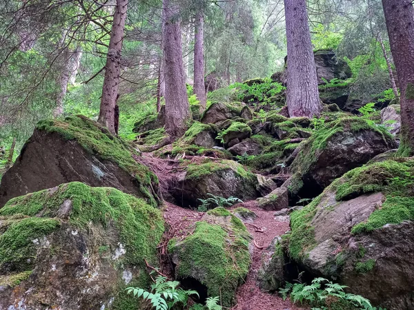 Wild Forest Austria — Zdjęcie stockowe