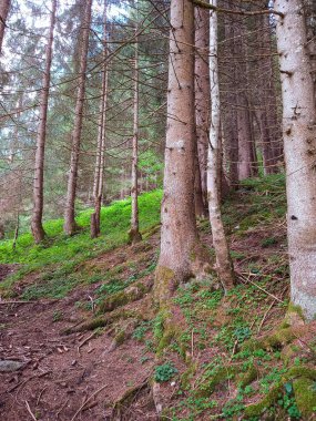 Beautiful trees in Klsterle am Arlberg 