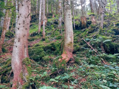 A mystery of the Alps 