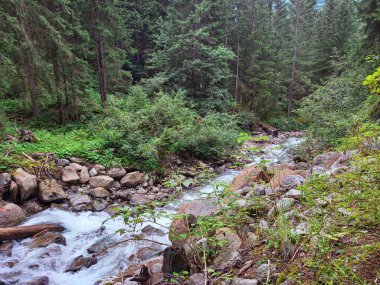 In the forest of the Alps 