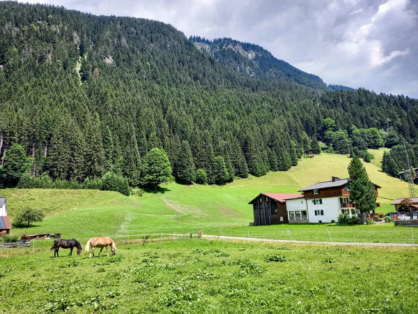 Two Horses Alpine Meadow — Stockfoto