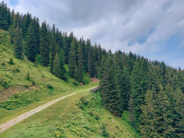 Una Bellissima Foresta Alpina Verde — Foto Stock