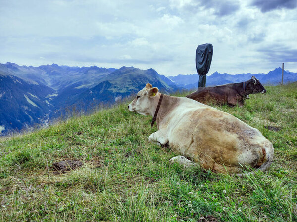 The cows and a beautiful Austrian landscape 