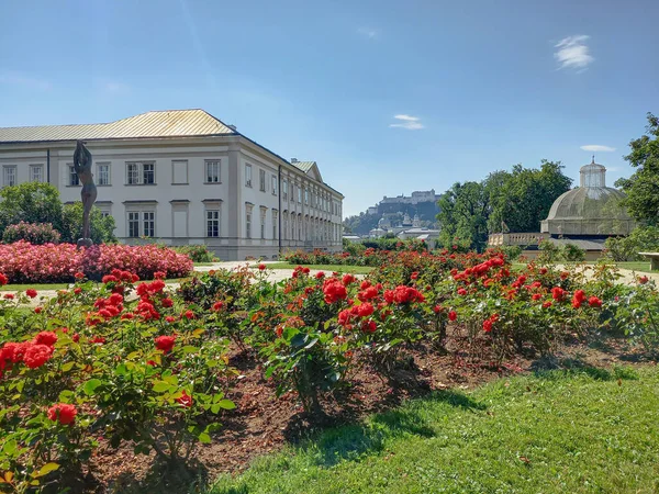 Czerwone Róże Pałacu Mirabell Salzburg — Zdjęcie stockowe