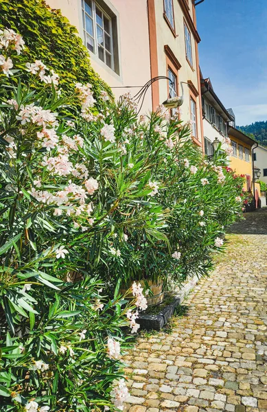 Auf Der Schönen Straße Bregenz — Stockfoto