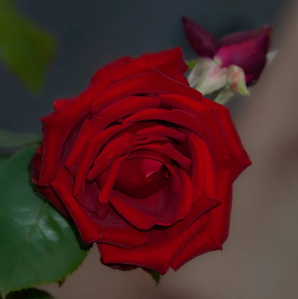 Schöne rote Rose perfekt für Details — Stockfoto
