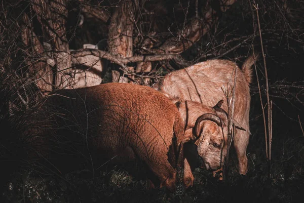 Goats with a sunset in the field on a hot day — Stock Photo, Image