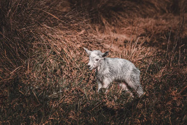 Geiten met een zonsondergang in het veld op een warme dag — Stockfoto