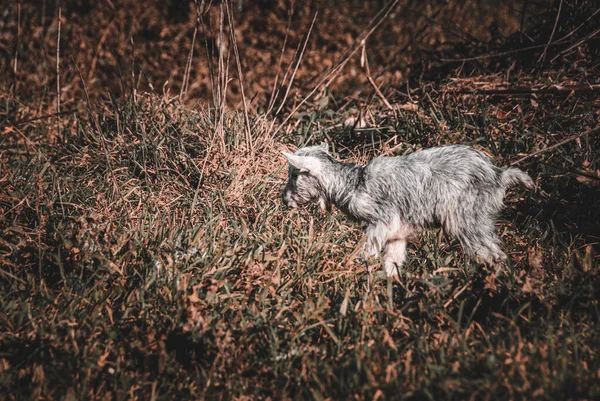 Прекрасная рогатая белая коза ест траву на пастбище — стоковое фото