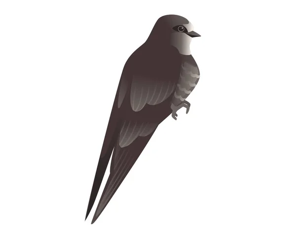 Cute czarny Swift siedzi na białym tle kreskówki ptak projekt zwierząt — Wektor stockowy