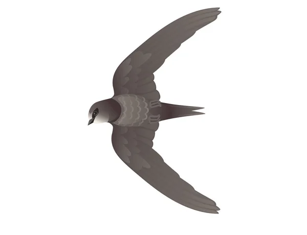 Cute black swift flying on white background cartoon bird design — стоковый вектор