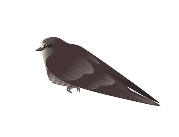 Cute black swift sitting on white background cartoon bird design — стоковый вектор