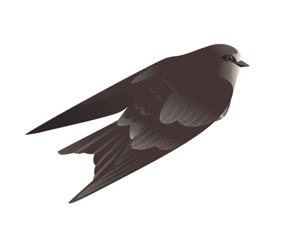 Lindo vuelo rápido negro sobre fondo blanco dibujo animado pájaro diseño animal — Vector de stock