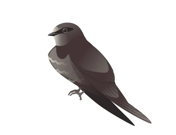 흰 배경에 앉아 있는 귀여운 검은 칼새 새 새의 그림 — 스톡 벡터