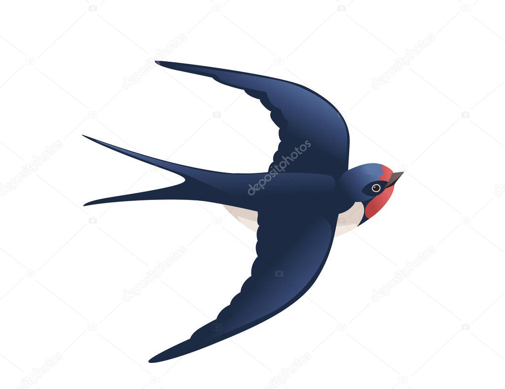 Cute swallow flying on white background cartoon bird animal design