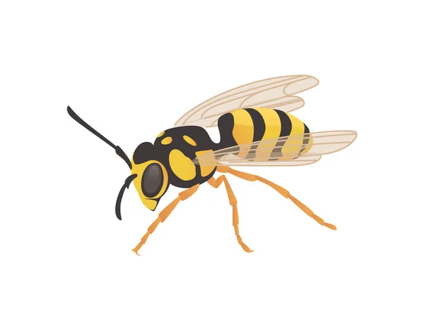 Dangerous wasp insect cartoon animal design vector illustration on white background — Stock Vector