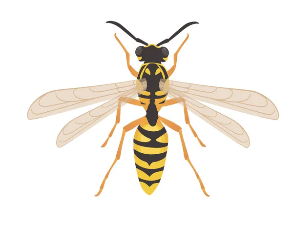 Peligroso insecto avispa dibujo animado diseño animal vector ilustración sobre fondo blanco — Archivo Imágenes Vectoriales