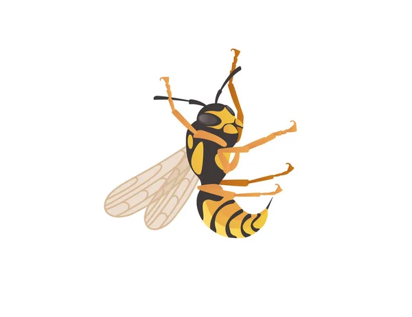 危険なワスプ昆虫漫画動物デザインベクトルイラスト上の白い背景 — ストックベクタ