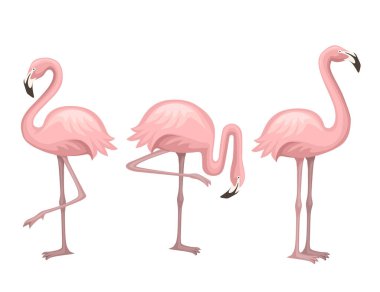 Sevimli hayvan, şeftali Pembe Flamingo. Karikatür hayvan karakter tasarımı. Beyaz arka planda izole düz vektör illüstrasyon. Flamingo bir bacak üzerinde ayakta.