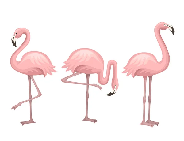 Animal bonito, flamingo rosa pêssego. Desenho de personagem animal de desenhos animados. Ilustração vetorial plana isolada sobre fundo branco. Flamingo em pé sobre uma perna . — Vetor de Stock