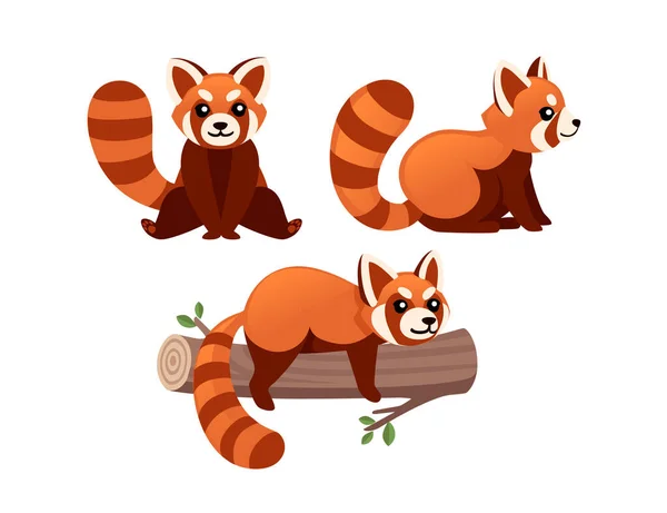 Set aranyos imádnivaló piros panda fekszik fa log rajzfilm tervezés állat karakter lapos vektor stílus illusztráció fehér háttér — Stock Vector