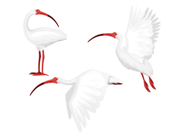 Set American White ibis Head olha para trás plana vetor ilustração desenho animado animal pássaro branco com bico vermelho no fundo branco vista lateral — Vetor de Stock