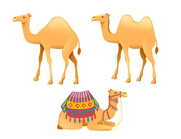 Set med söt en puckel kamel med betel och sadel tecknad djur design platt vektor illustration isolerad på vit bakgrund — Stock vektor
