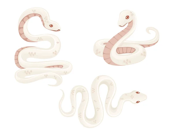 Sada bílého albín had kreslený zvířecí design plochý vektor ilustrace izolované na bílém pozadí — Stockový vektor