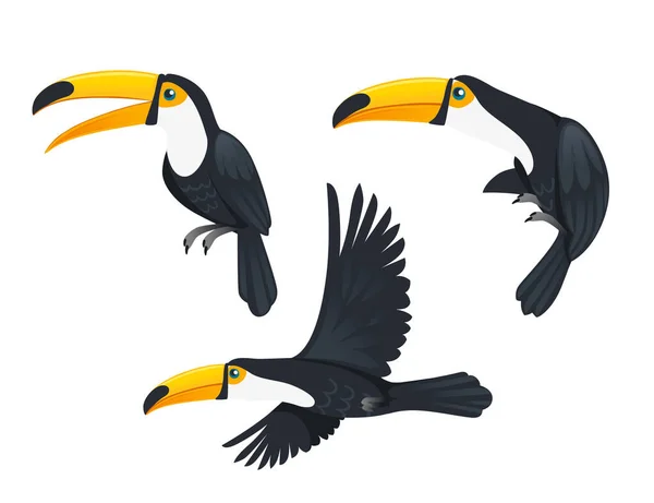 Sada toucan tropické pták s masivní účet a typicky pestrobarevné peří kreslené zvíře design ploché vektorové ilustrace izolované na bílém pozadí — Stockový vektor