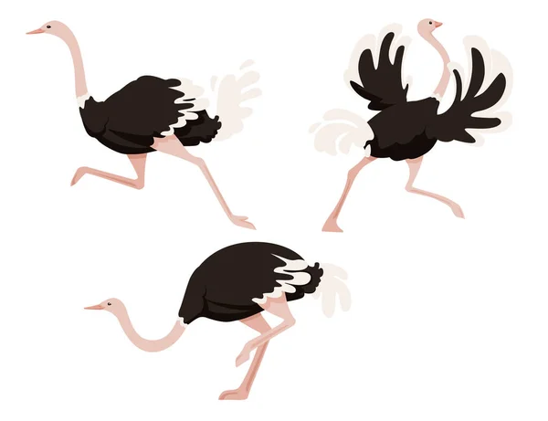白い背景に隔離されたかわいいダチョウのランニングアフリカの飛行鳥の漫画動物のデザインフラットベクトルイラストを設定します。 — ストックベクタ