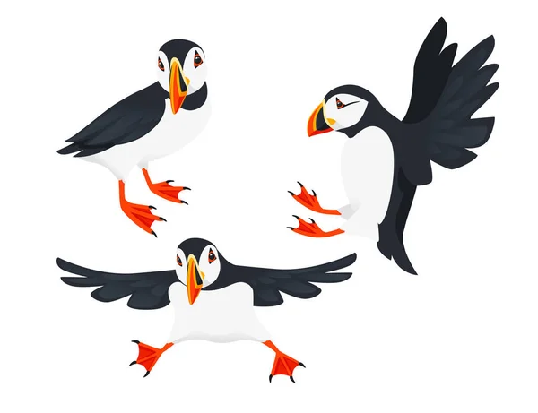 Set di atlantica puffin uccello cartone animato animale disegno piatto vettore illustrazione isolato su sfondo bianco — Vettoriale Stock