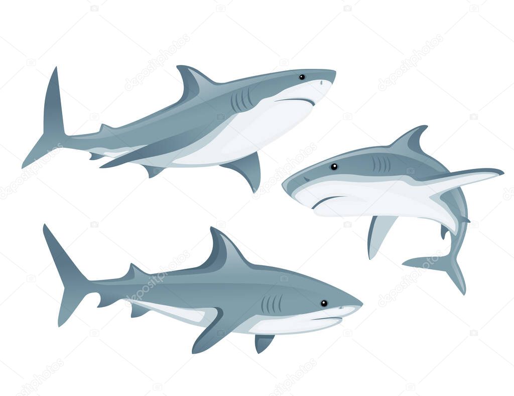 Set of shark with mouth closed giant apex predator cartoon animal design flat vector illustration isolated on white background