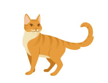 Zencefilli kedi çizgi filmi, beyaz arka planda izole edilmiş hayvan tasarım vektör çizimi üzerinde duruyor.