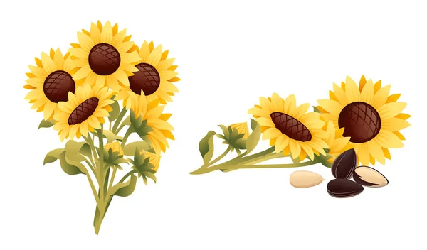 Sonnenblumen und Samen mit grünem Stamm und Blättern Vektor Illustration auf weißem Hintergrund — Stockvektor