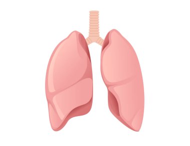 İnsan Ciğerleri karikatür tasarımı beyaz arka planda insan anatomisi organı çizimi