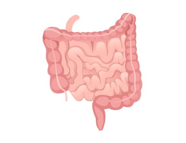 İnsan bağırsağı karikatür tasarımı beyaz arka planda insan anatomisi organı çizimi