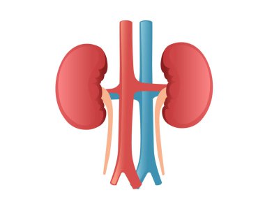 İnsan Böbreği karikatür tasarımı beyaz arka planda insan anatomisi organı çizimi