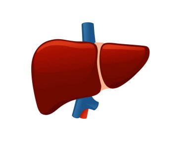 İnsan karaciğeri karikatür tasarımı beyaz arka planda insan anatomisi organ çizimi