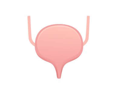 İnsan mesanesi karikatür tasarımı beyaz arka planda insan anatomisi organı çizimi